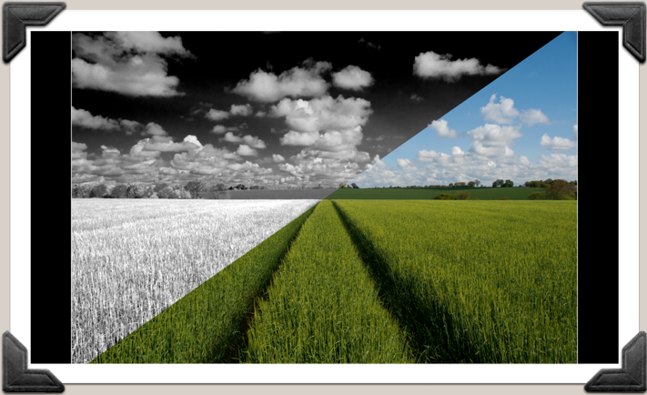© Alan Sarsby. Split image - Barley Sky